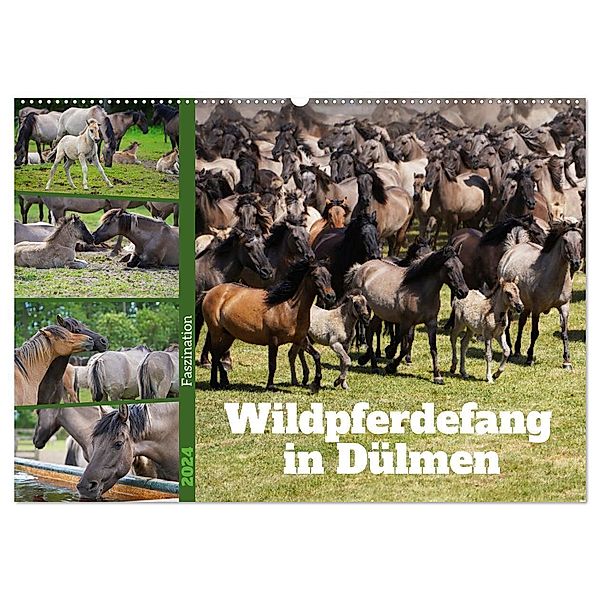 Faszination Wildpferdefang in Dülmen (Wandkalender 2024 DIN A2 quer), CALVENDO Monatskalender, Babett Paul - Babetts Bildergalerie