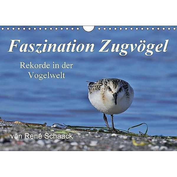 Faszination Zugvögel - Rekorde in der Vogelwelt (Wandkalender 2017 DIN A4 quer), René Schaack