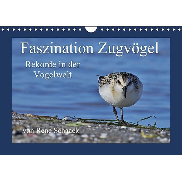 Faszination Zugvögel - Rekorde in der Vogelwelt (Wandkalender 2018 DIN A4 quer), René Schaack