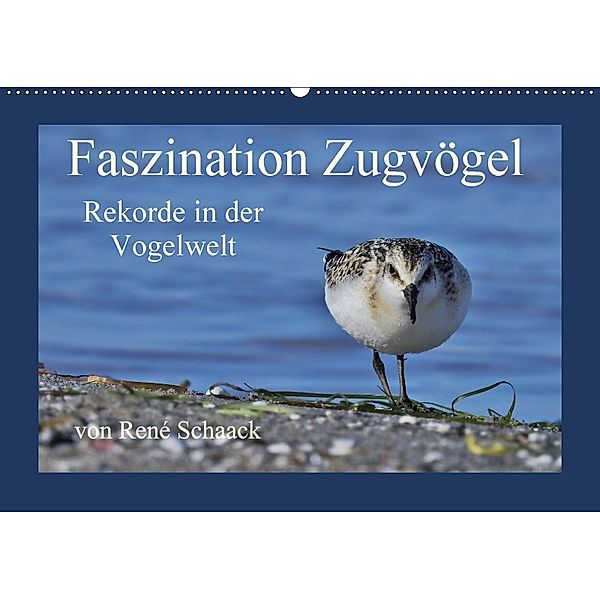 Faszination Zugvögel - Rekorde in der Vogelwelt (Wandkalender 2018 DIN A2 quer), René Schaack