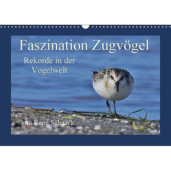 Faszination Zugvögel - Rekorde in der Vogelwelt (Wandkalender 2018 DIN A3 quer), René Schaack