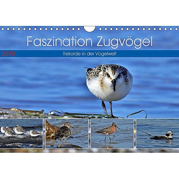 Faszination Zugvögel - Rekorde in der Vogelwelt (Wandkalender 2019 DIN A4 quer), René Schaack