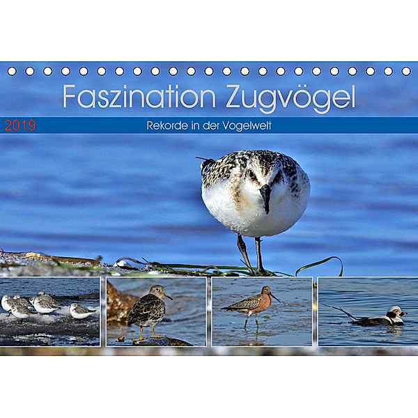 Faszination Zugvögel - Rekorde in der Vogelwelt (Tischkalender 2019 DIN A5 quer), René Schaack