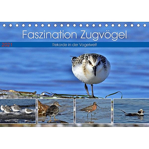 Faszination Zugvögel - Rekorde in der Vogelwelt (Tischkalender 2021 DIN A5 quer), René Schaack