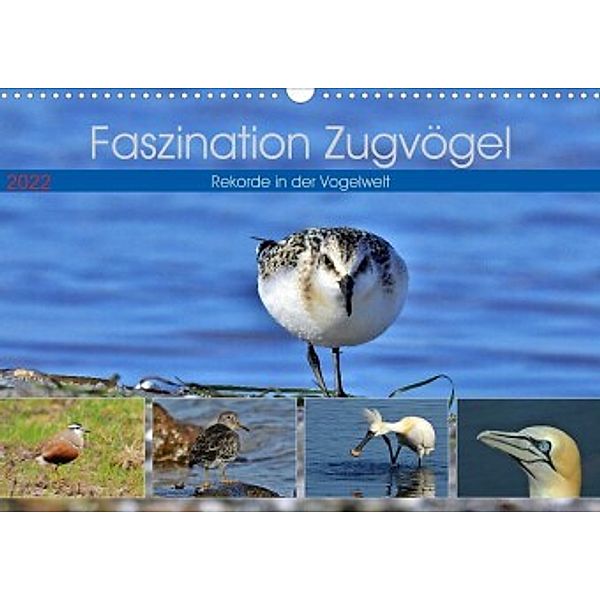 Faszination Zugvögel - Rekorde in der Vogelwelt (Wandkalender 2022 DIN A3 quer), René Schaack