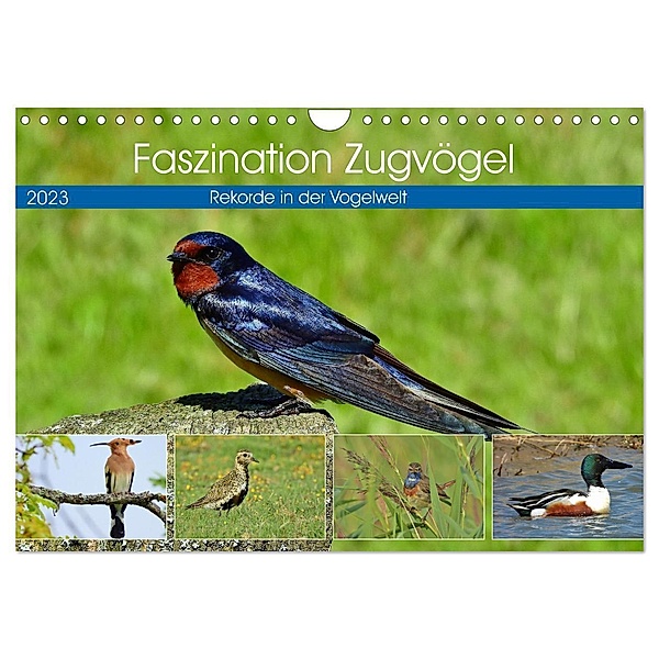 Faszination Zugvögel - Rekorde in der Vogelwelt (Wandkalender 2024 DIN A4 quer), CALVENDO Monatskalender, René Schaack