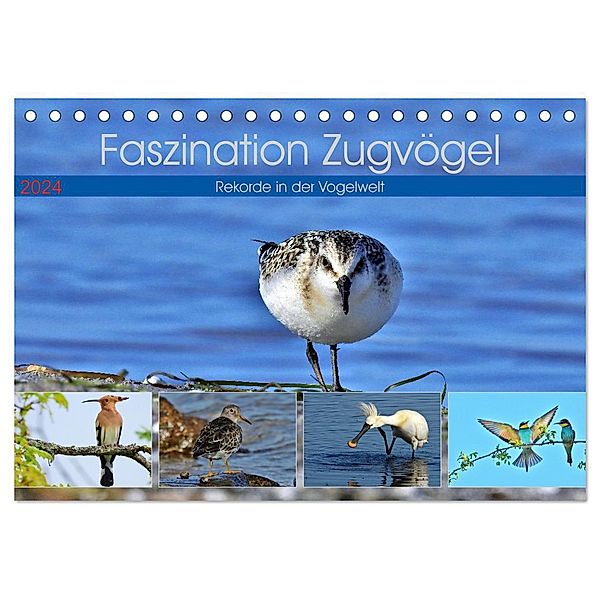 Faszination Zugvögel - Rekorde in der Vogelwelt (Tischkalender 2024 DIN A5 quer), CALVENDO Monatskalender, René Schaack