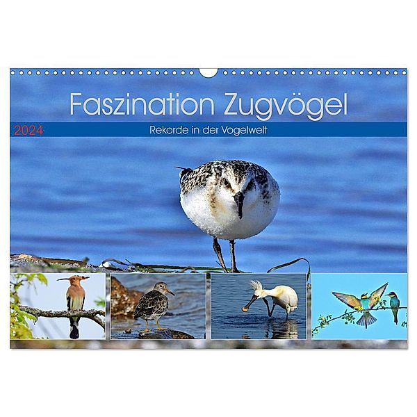 Faszination Zugvögel - Rekorde in der Vogelwelt (Wandkalender 2024 DIN A3 quer), CALVENDO Monatskalender, René Schaack