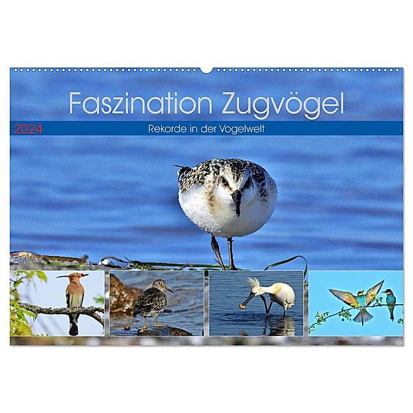 Faszination Zugvögel - Rekorde in der Vogelwelt (Wandkalender 2024 DIN A2 quer), CALVENDO Monatskalender, René Schaack