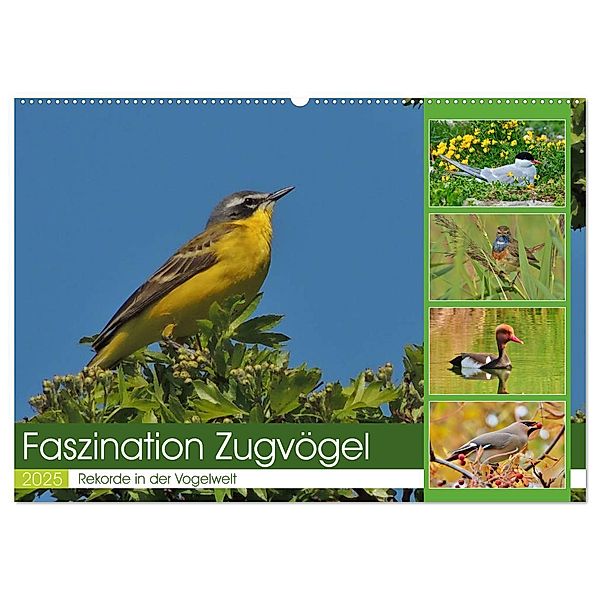 Faszination Zugvögel - Rekorde in der Vogelwelt (Wandkalender 2025 DIN A2 quer), CALVENDO Monatskalender, Calvendo, René Schaack