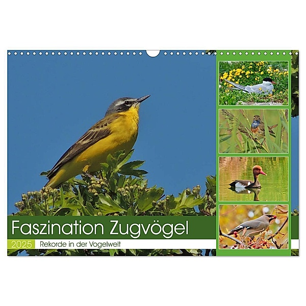 Faszination Zugvögel - Rekorde in der Vogelwelt (Wandkalender 2025 DIN A3 quer), CALVENDO Monatskalender, Calvendo, René Schaack