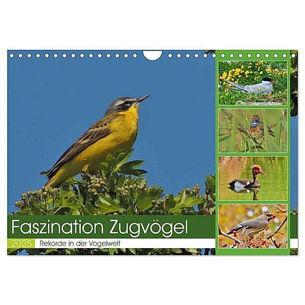 Faszination Zugvögel - Rekorde in der Vogelwelt (Wandkalender 2025 DIN A4 quer), CALVENDO Monatskalender, Calvendo, René Schaack