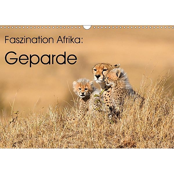 Faszinaton Afrika: Geparde (Wandkalender 2021 DIN A3 quer), Elmar Weiss
