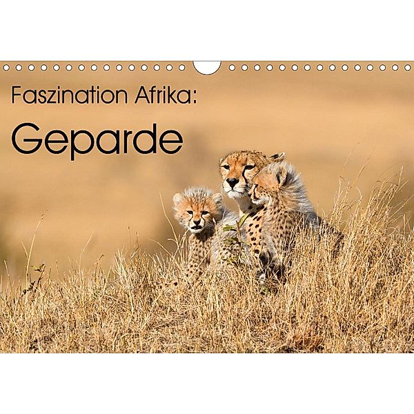 Faszinaton Afrika: Geparde (Wandkalender 2021 DIN A4 quer), Elmar Weiss