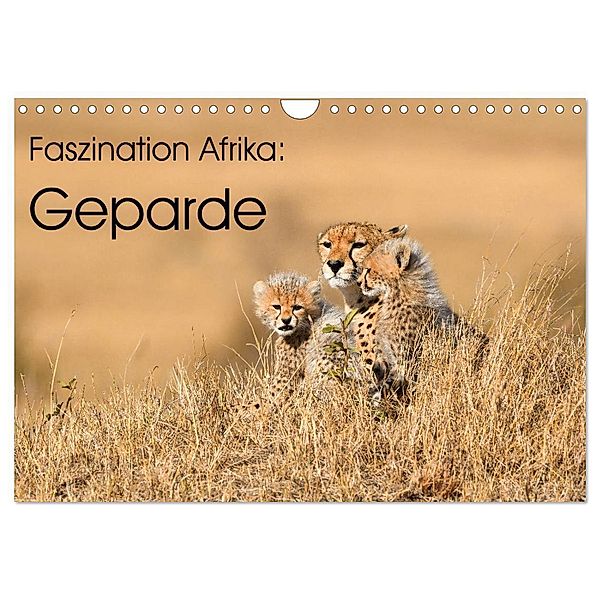 Faszinaton Afrika: Geparde (Wandkalender 2024 DIN A4 quer), CALVENDO Monatskalender, Elmar Weiss