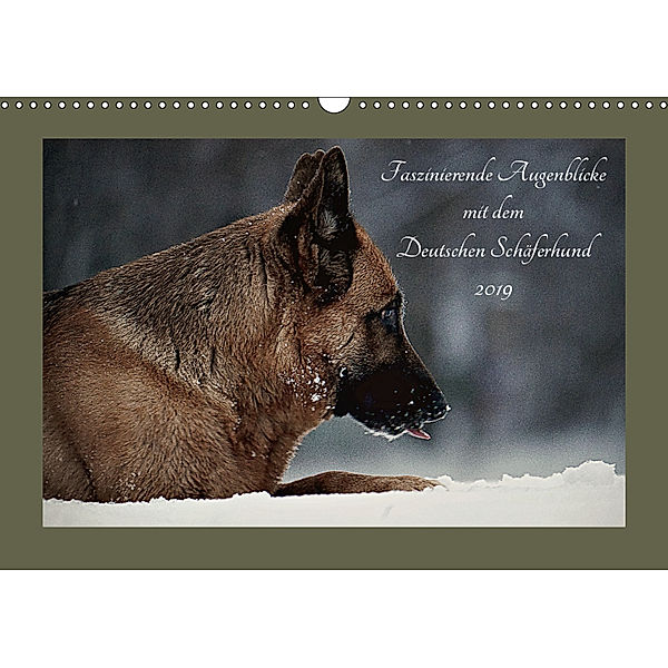 Faszinierende Augenblicke mit dem Deutschen Schäferhund (Wandkalender 2019 DIN A3 quer), Danica Krunic