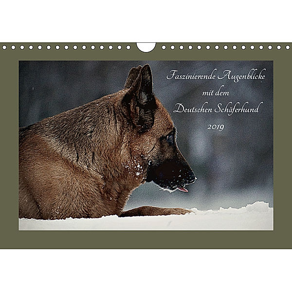 Faszinierende Augenblicke mit dem Deutschen Schäferhund (Wandkalender 2019 DIN A4 quer), Danica Krunic