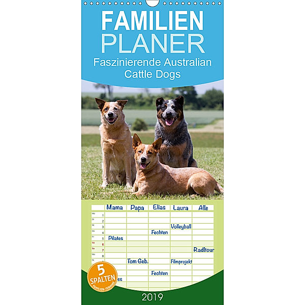 Faszinierende Australian Cattle Dogs - Familienplaner hoch (Wandkalender 2019 , 21 cm x 45 cm, hoch), Verena Scholze