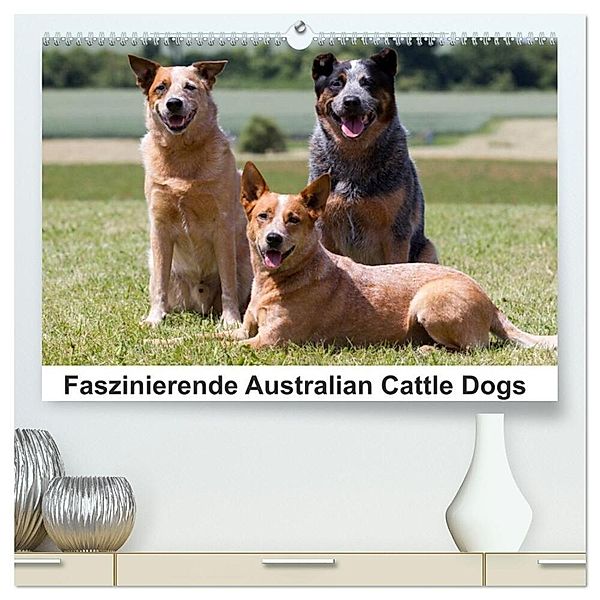 Faszinierende Australian Cattle Dogs (hochwertiger Premium Wandkalender 2024 DIN A2 quer), Kunstdruck in Hochglanz, Fotodesign Verena Scholze