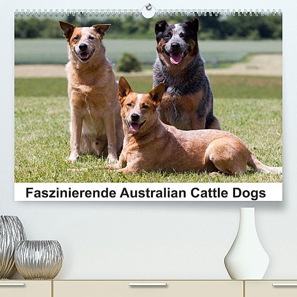 Faszinierende Australian Cattle Dogs (Premium, hochwertiger DIN A2 Wandkalender 2023, Kunstdruck in Hochglanz), Fotodesign Verena Scholze