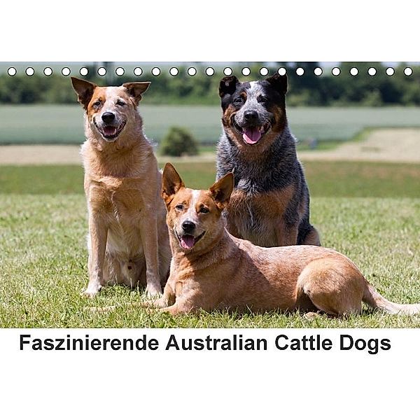 Faszinierende Australian Cattle Dogs (Tischkalender 2017 DIN A5 quer), Verena Scholze, Fotodesign Verena Scholze