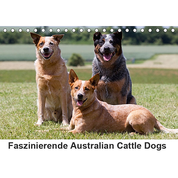 Faszinierende Australian Cattle Dogs (Tischkalender 2019 DIN A5 quer), Verena Scholze