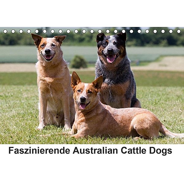 Faszinierende Australian Cattle Dogs (Tischkalender 2021 DIN A5 quer), Fotodesign Verena Scholze