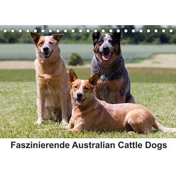 Faszinierende Australian Cattle Dogs (Tischkalender 2022 DIN A5 quer), Fotodesign Verena Scholze