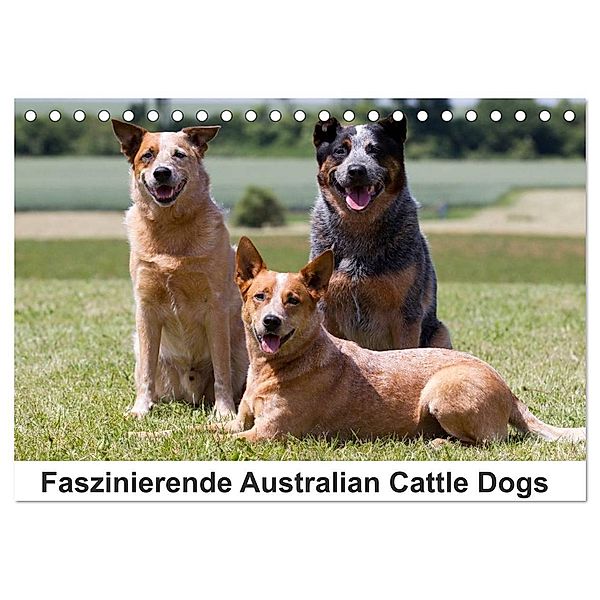Faszinierende Australian Cattle Dogs (Tischkalender 2024 DIN A5 quer), CALVENDO Monatskalender, Fotodesign Verena Scholze