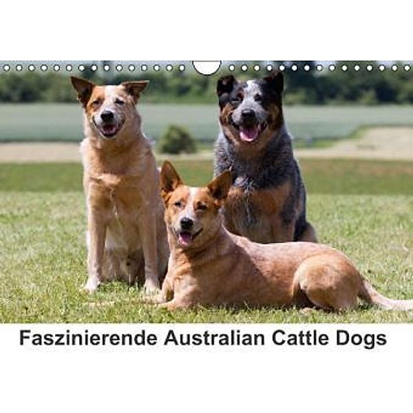 Faszinierende Australian Cattle Dogs (Wandkalender 2015 DIN A4 quer), Verena Scholze
