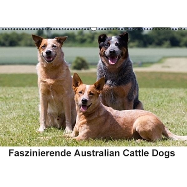 Faszinierende Australian Cattle Dogs (Wandkalender 2016 DIN A2 quer), Verena Scholze