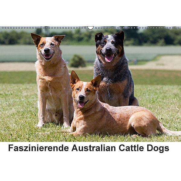 Faszinierende Australian Cattle Dogs (Wandkalender 2018 DIN A2 quer) Dieser erfolgreiche Kalender wurde dieses Jahr mit, Verena Scholze