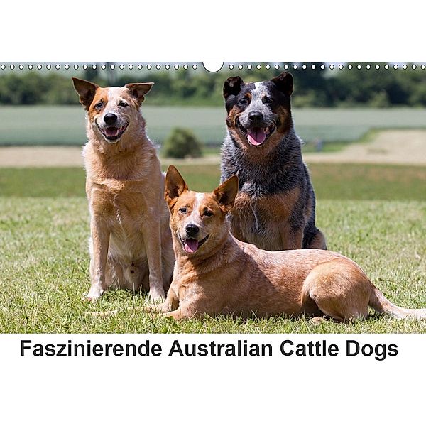Faszinierende Australian Cattle Dogs (Wandkalender 2021 DIN A3 quer), Fotodesign Verena Scholze