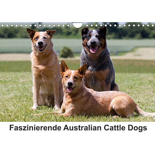 Faszinierende Australian Cattle Dogs (Wandkalender 2022 DIN A4 quer), Fotodesign Verena Scholze
