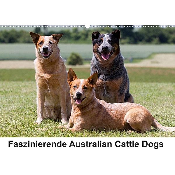 Faszinierende Australian Cattle Dogs (Wandkalender 2023 DIN A2 quer), Fotodesign Verena Scholze