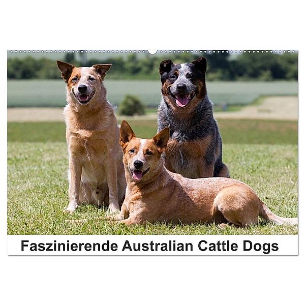 Faszinierende Australian Cattle Dogs (Wandkalender 2024 DIN A2 quer), CALVENDO Monatskalender, Fotodesign Verena Scholze