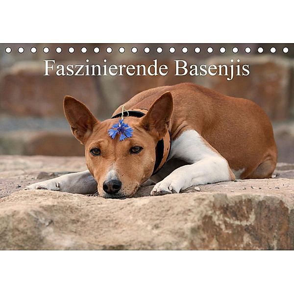 Faszinierende Basenjis (Tischkalender 2021 DIN A5 quer), Angelika Joswig