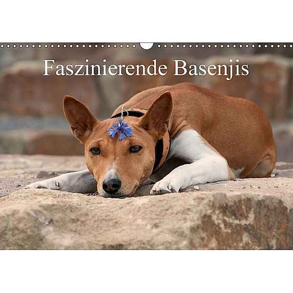 Faszinierende Basenjis (Wandkalender 2018 DIN A3 quer), Angelika Joswig