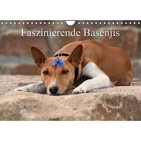 Faszinierende Basenjis (Wandkalender 2023 DIN A4 quer), Angelika Joswig