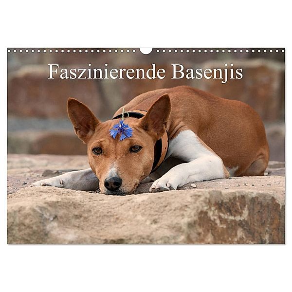 Faszinierende Basenjis (Wandkalender 2024 DIN A3 quer), CALVENDO Monatskalender, Angelika Joswig