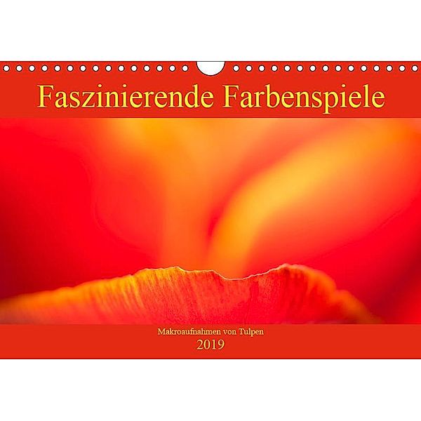 Faszinierende Farbenspiele - Makroaufnahmen von Tulpen (Wandkalender 2019 DIN A4 quer), Monika Scheurer