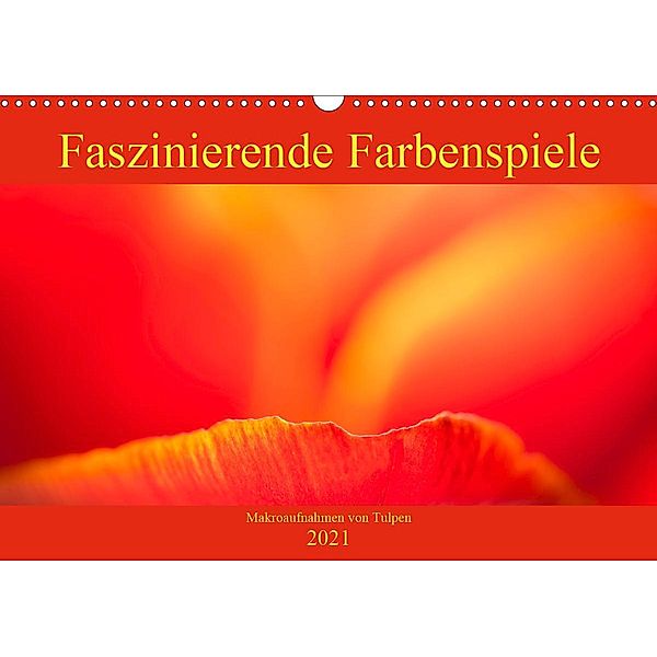 Faszinierende Farbenspiele - Makroaufnahmen von Tulpen (Wandkalender 2021 DIN A3 quer), Monika Scheurer