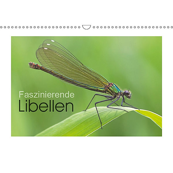 Faszinierende Libellen (Wandkalender 2019 DIN A3 quer), Stefanie Heufelder