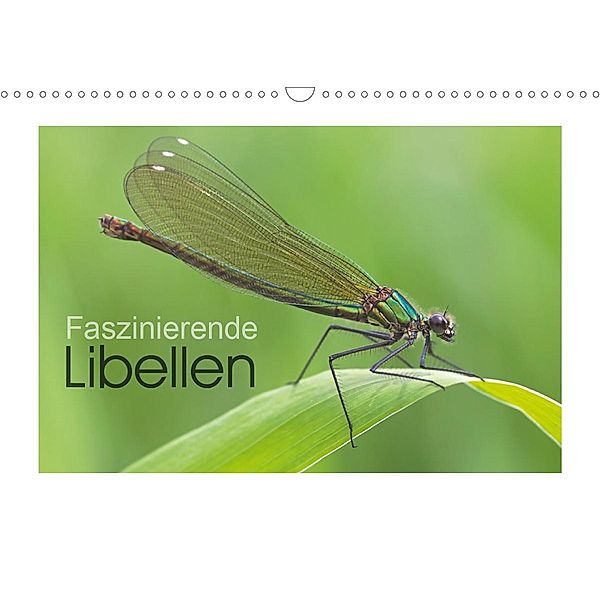 Faszinierende Libellen (Wandkalender 2020 DIN A3 quer), Stefanie Heufelder