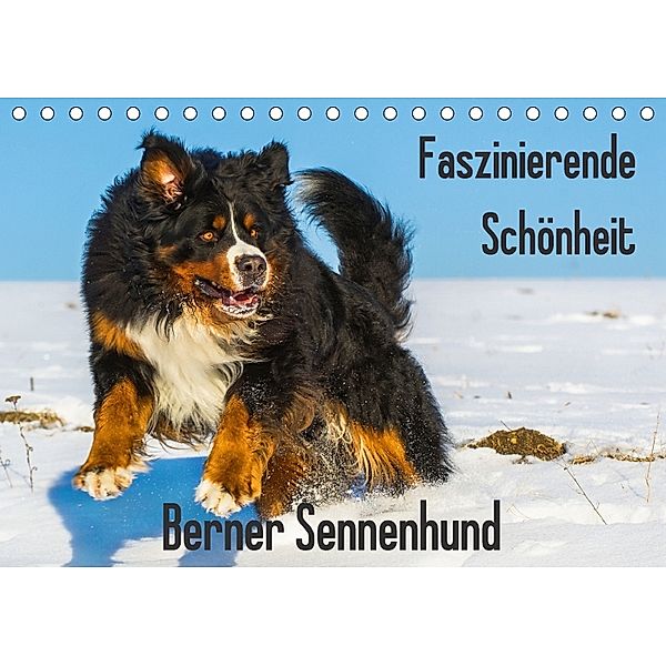 Faszinierende Schönheit Berner Sennenhund (Tischkalender 2018 DIN A5 quer), Sigrid Starick