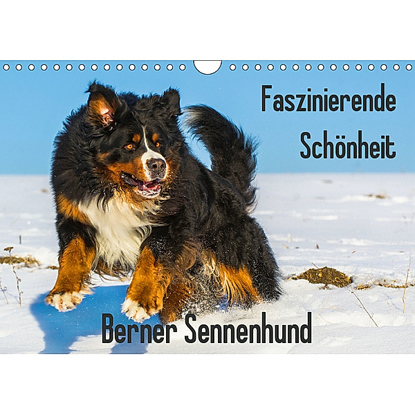Faszinierende Schönheit Berner Sennenhund (Wandkalender 2019 DIN A4 quer), Sigrid Starick
