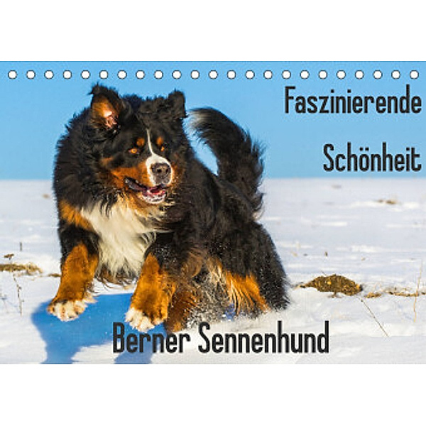 Faszinierende Schönheit Berner Sennenhund (Tischkalender 2022 DIN A5 quer), Sigrid Starick