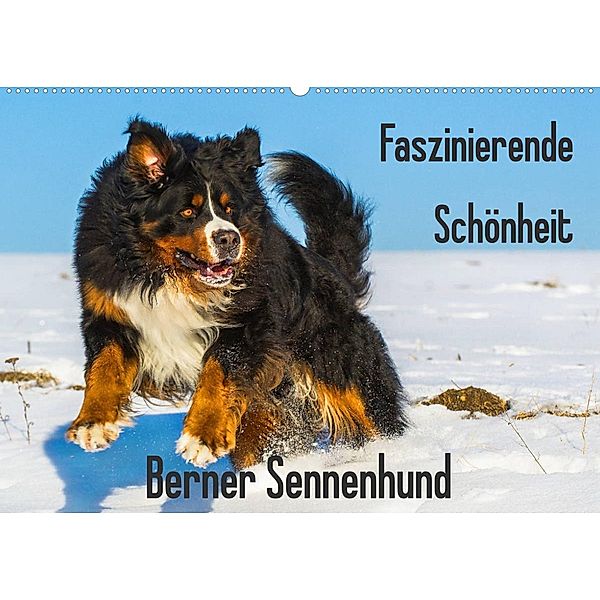 Faszinierende Schönheit Berner Sennenhund (Wandkalender 2023 DIN A2 quer), Sigrid Starick