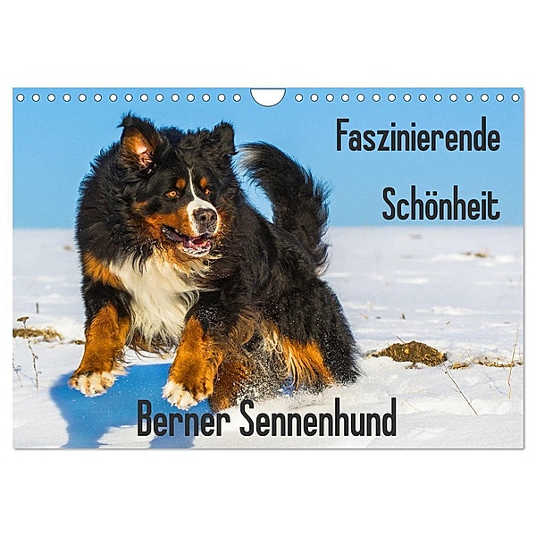 Faszinierende Schönheit Berner Sennenhund (Wandkalender 2024 DIN A4 quer), CALVENDO Monatskalender, Sigrid Starick