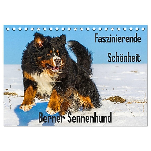 Faszinierende Schönheit Berner Sennenhund (Tischkalender 2024 DIN A5 quer), CALVENDO Monatskalender, Sigrid Starick